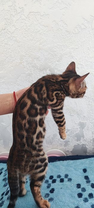 Бенгальська дівчинка шоу класу, документи