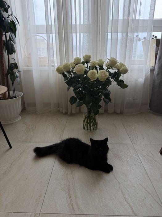 Котик шукає родину