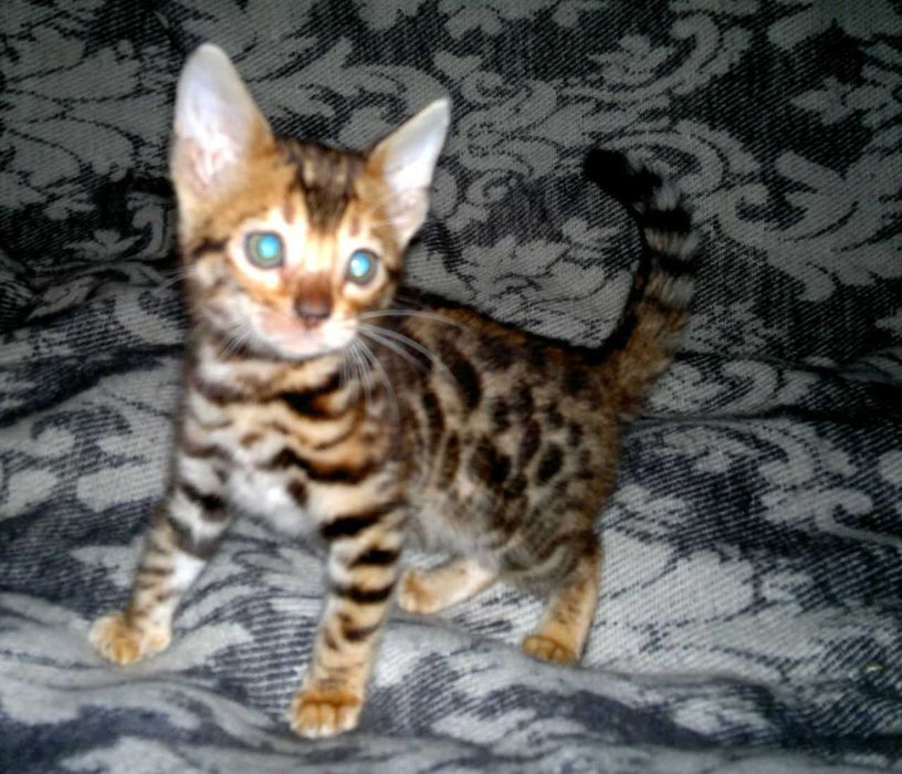 Шикарна бенгальська манюшечка з документами