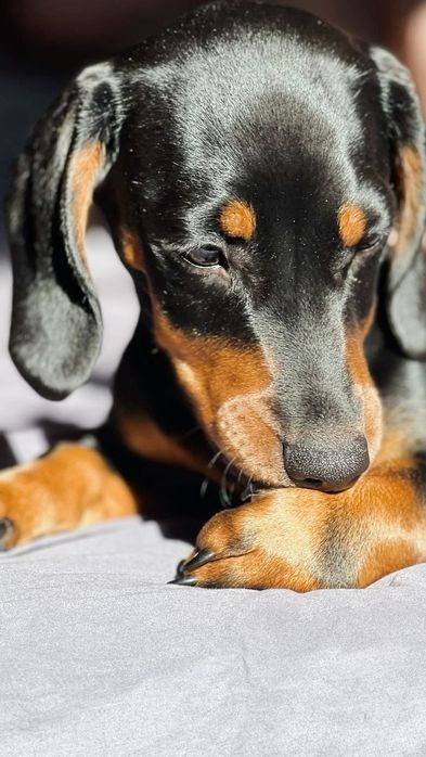 Такса — класика, що ніколи не виходить із моди