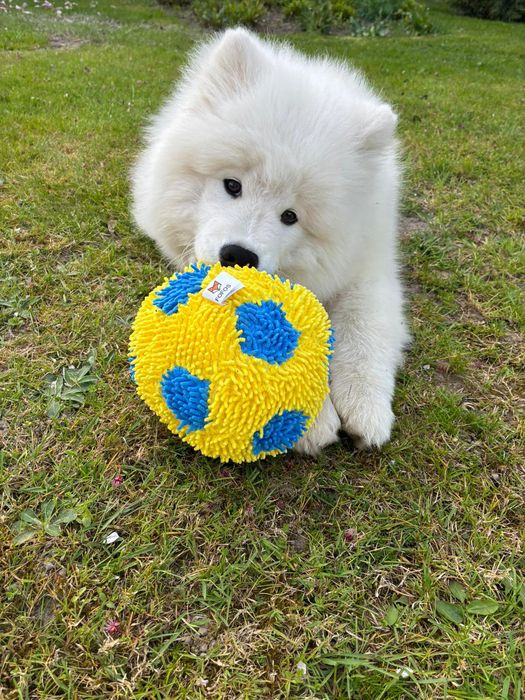 Piesek samoyed, szczeniak ZkwP