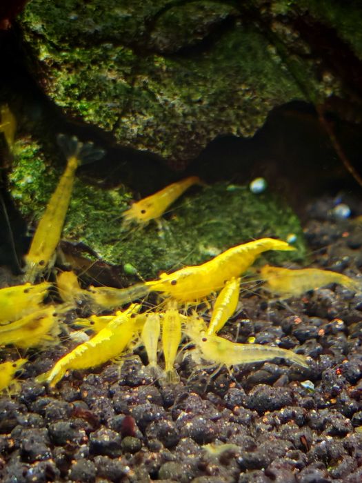 Krewetki Yellow Neon żółte Neocaridina