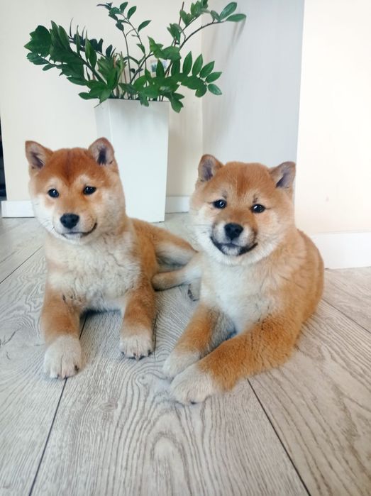 Szczeniak Shiba Inu z Rodowodem ZHPR UCI
