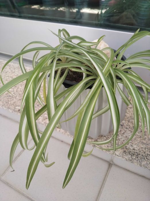 Clorofito / planta-aranha com vaso / cachepot