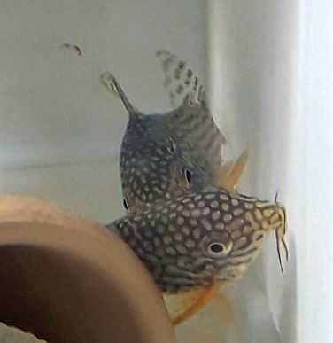 Kirys Sterby młode 2,5 - 3 cm Akwarysta