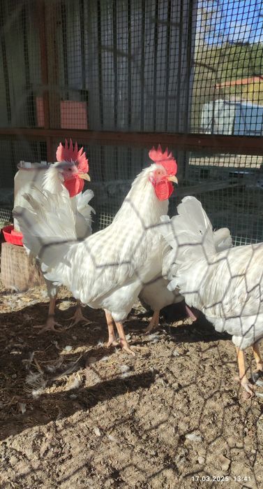 20 jajek lęgowych leghorn