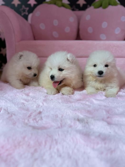 Samoyed Szczenieta FCI / Zkwp  Po ojcu Z Czech -Czempionie