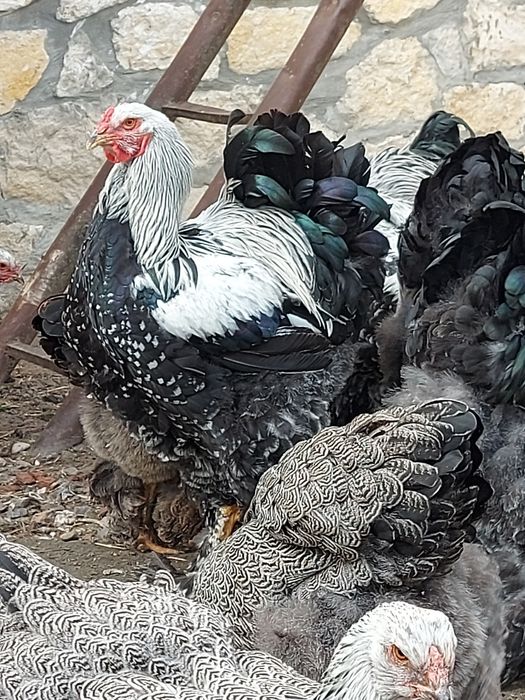 Півні темної брами