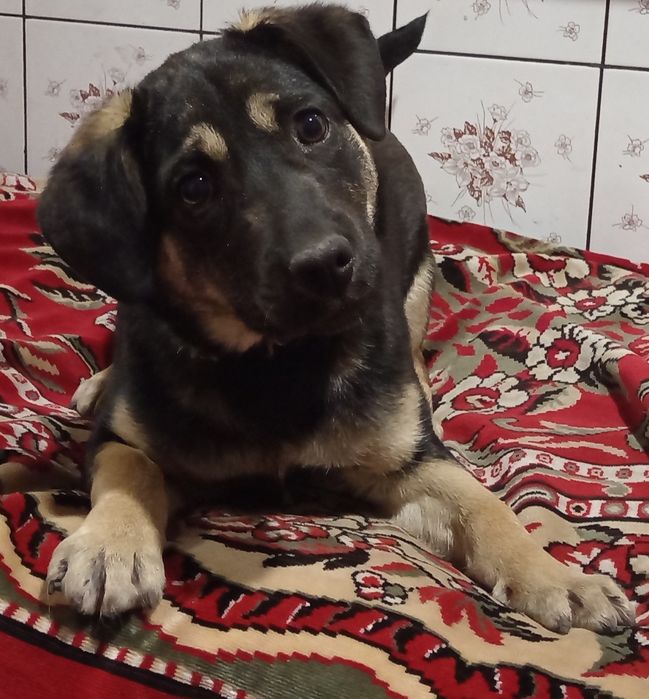 Срочно собака ищет семью