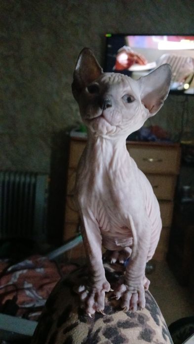 Донской сфинкс 2 місяці