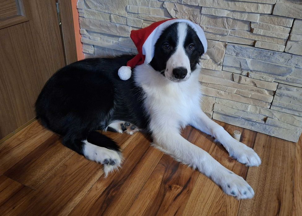 Border Collie szczeniak piesek:-) piękny
