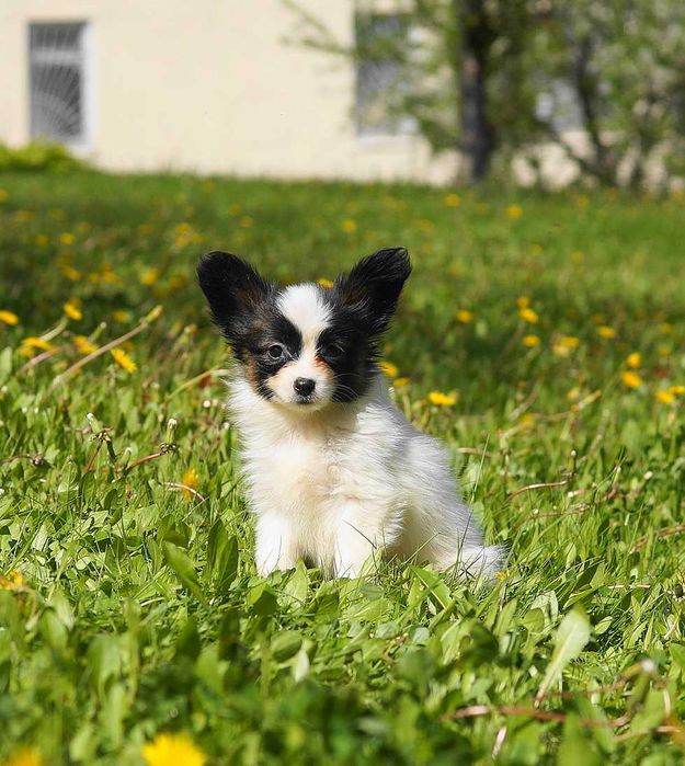 Папийон папильон бабочки