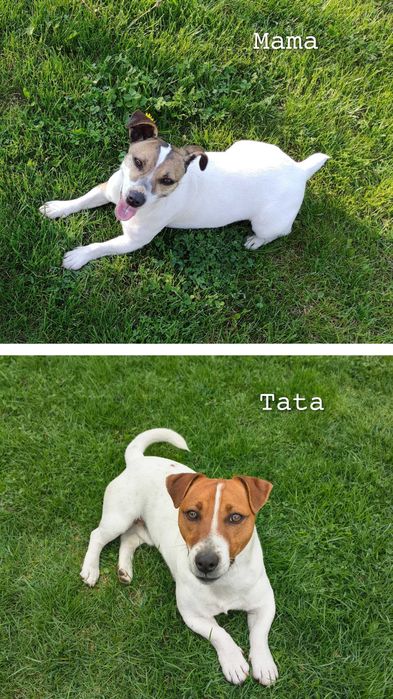 Jack Russell Terrier Suczka
