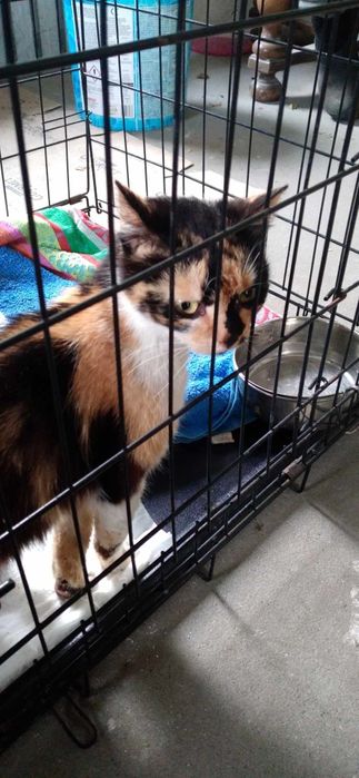 Prześliczna młodziutka Kicia do adopcji/tymczasu trikolor