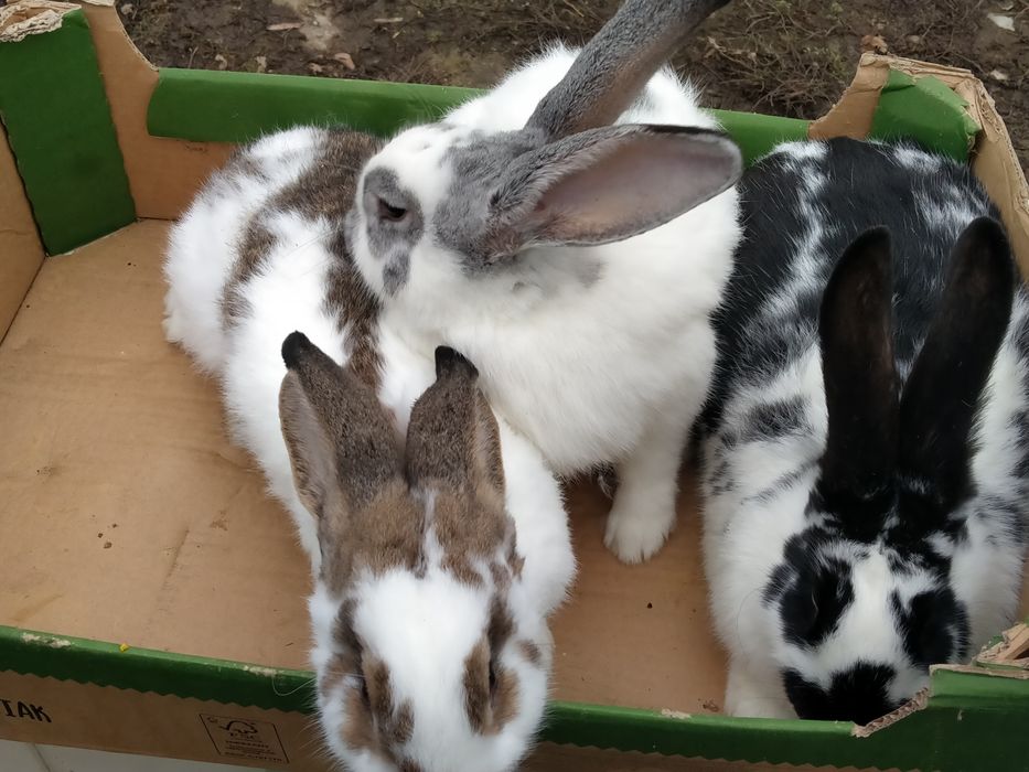 Witam sprzedam samce mające około roku