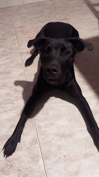 Cadela para Adoção