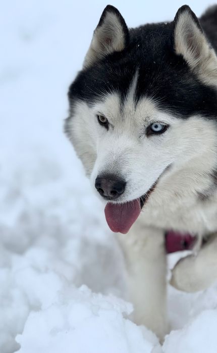 Siberian Husky pies