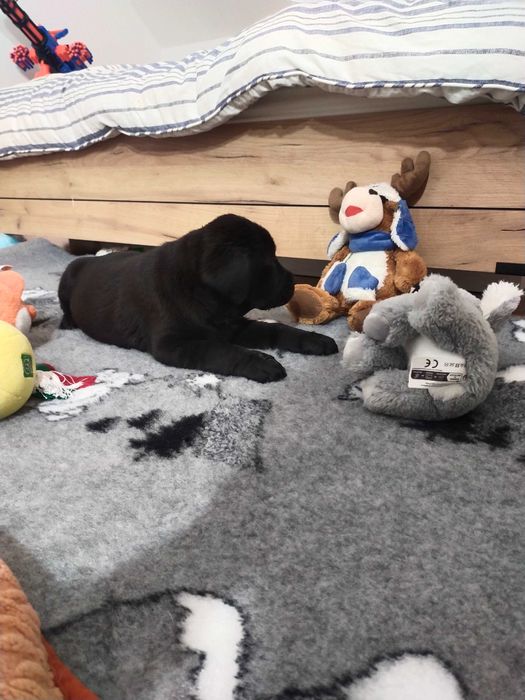 Labrador Retriever ZKwP piękne  szczenięta z domowej hodowli ZKwP FCI