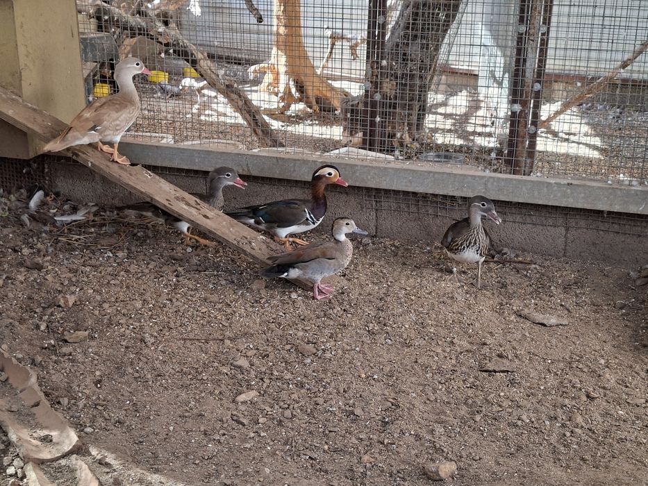 Patos mandarins e ring teal
