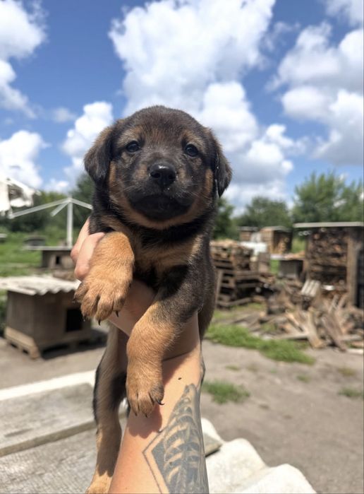 Цуценята шукають дім
