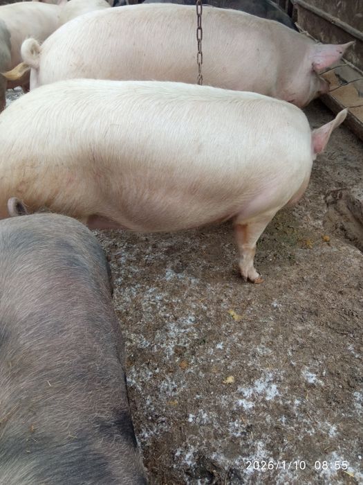 Продам свиней живою вагою