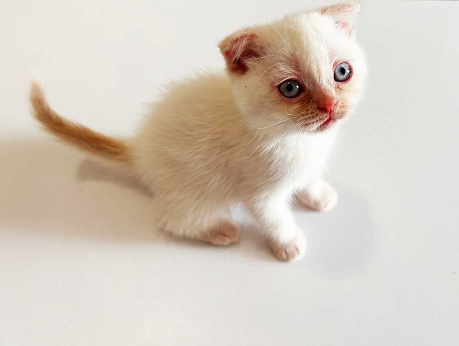 Кошеня хлопчик 2 місяці шотландський вісловухий (Scottish Fold)