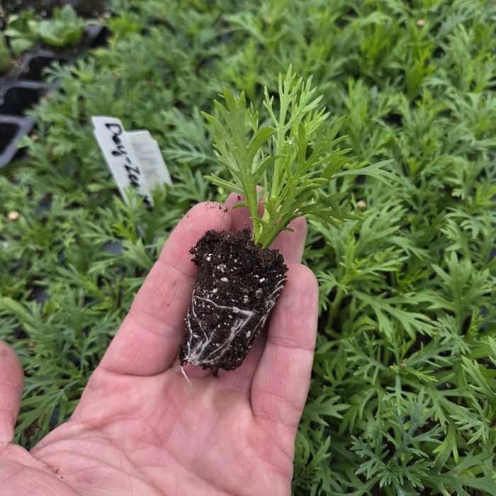 Черенок гвоздики та інших квітів