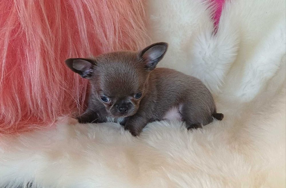 Chihuahua przepiękny maleńki niebieski  chłopczyk