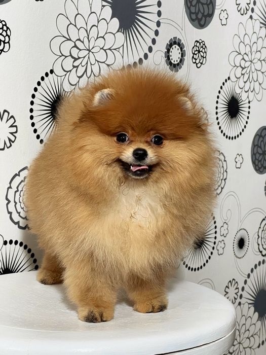 Померанський шпіц , хлопчик FCI