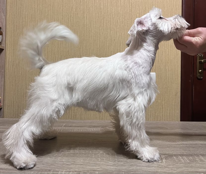 Цуценята білого цвергшнауцера