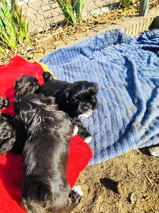 Shih tzu  gotowa