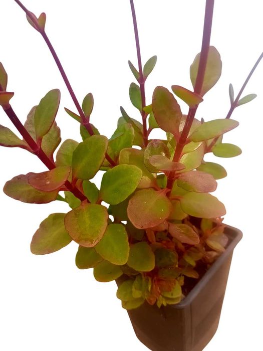 Suculenta Kalanchoe pendente – Bryophyllum manginii em vaso