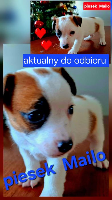 Piesek  3 miesięcznyJack Russell   JUŻ ODBIÓR   RODZICE W HODOWLI