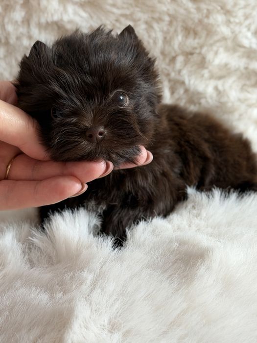 Yorkshire Terrier choco mini sunia