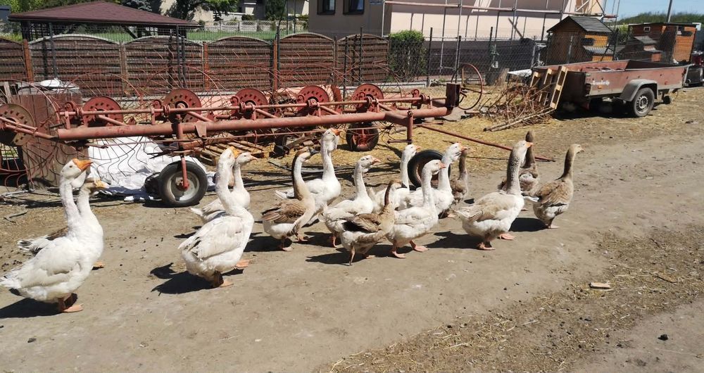 Chołmogor, chołmogory, gęsi, gąsiory, gęś