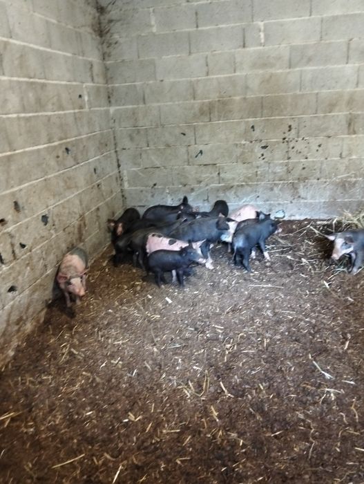 Vendo Leitões Prontos Para Entrega