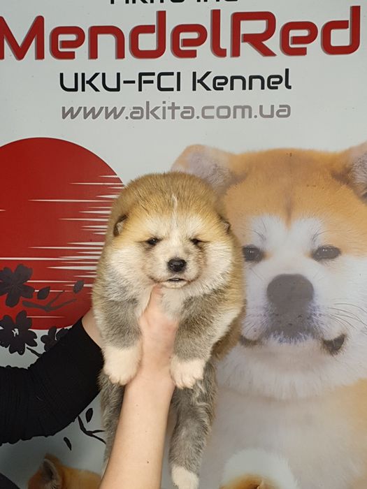 Щенки акита ину, японская акита