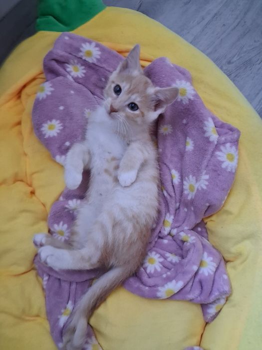Do adopcji za darmo