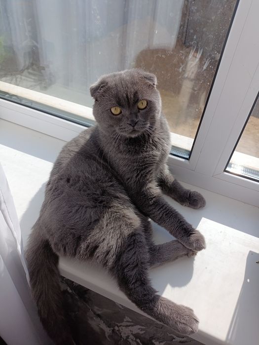 Шотландський весловухий кіт