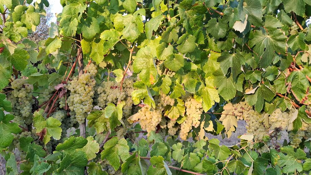Uvas-Região do Dão