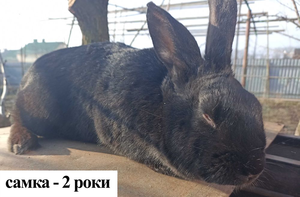 Продам кролі м. Вінниця