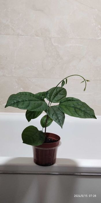 Кімнатна рослина