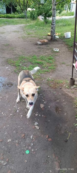 Найдена собака (кобель). Трехцветный.