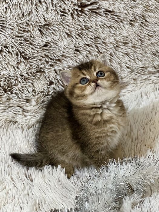 Шотландське кошеня з документами