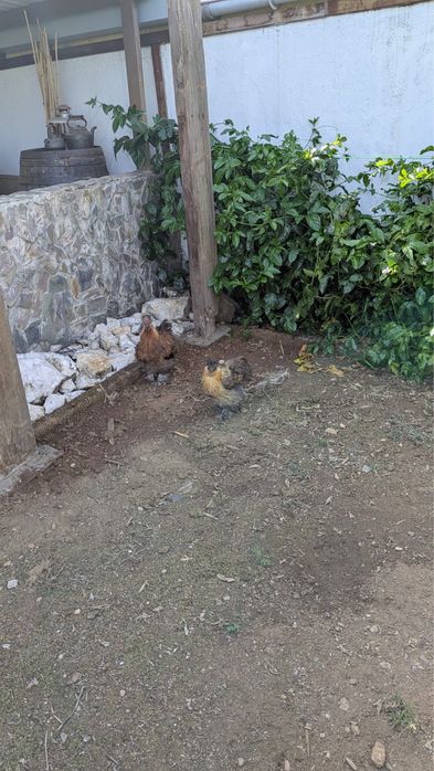 Galinhas Sedosas