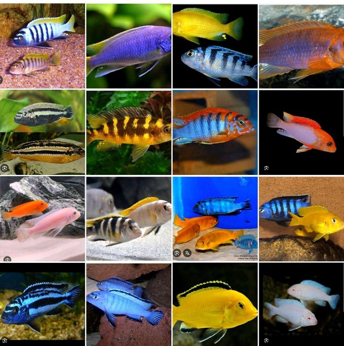 Pyszczaki Pseudotropheus saulosi coral