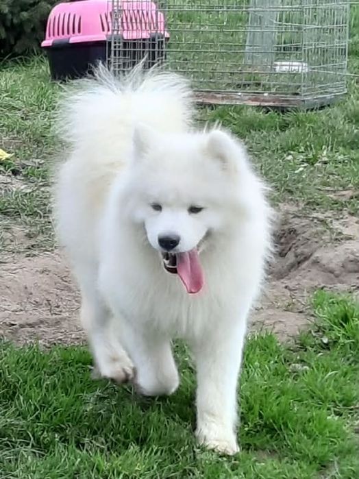 Samoyed zkwp FCI suczka