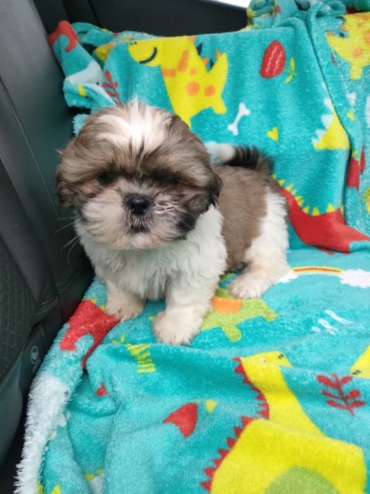 Shihtzu wesoły maluszek