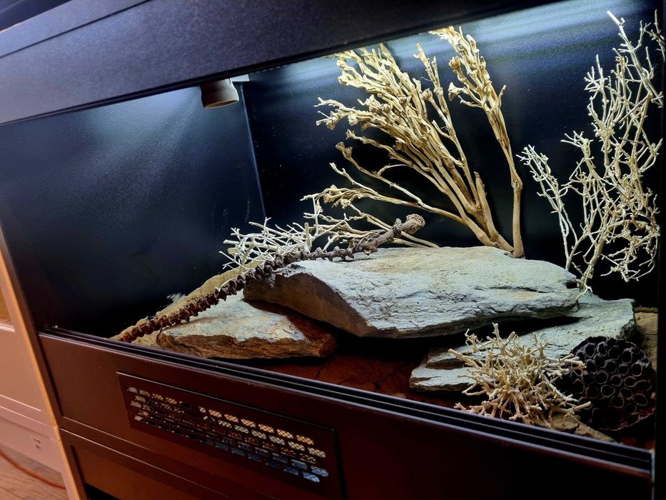 Terrarium 60x40x40 dla gekona lamparciego
