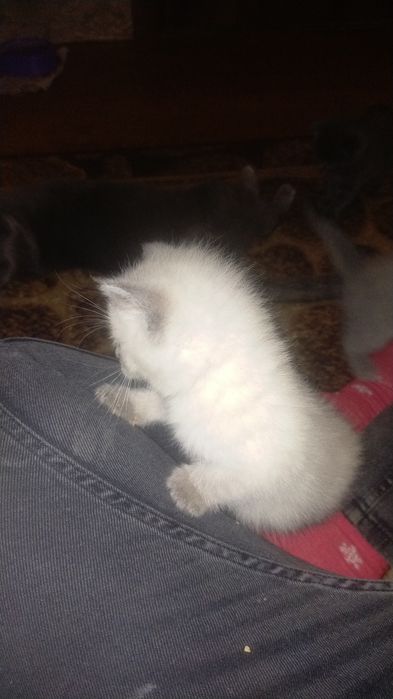 Продам чистокровні шотландські кошенятакошенята